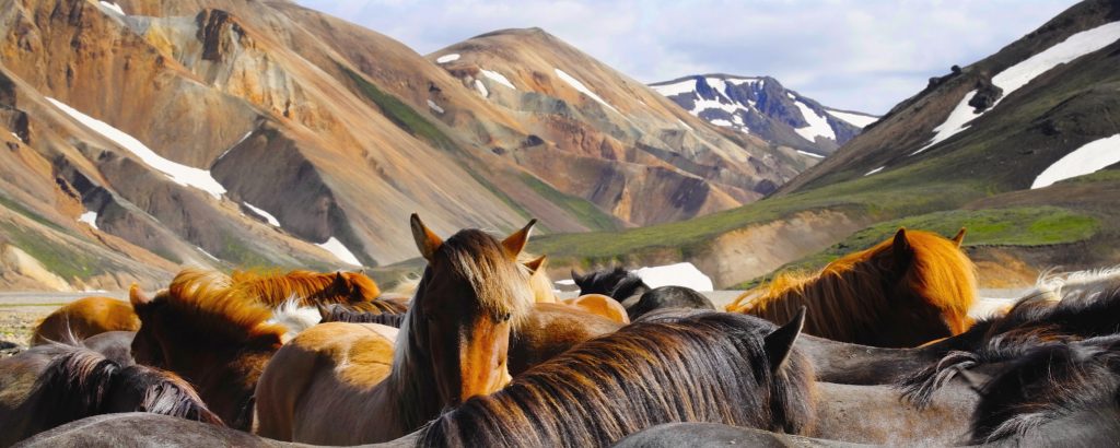 Pferde in Landmannalaugar, Island