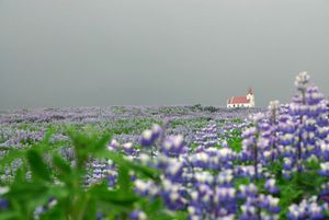 Kirche bei Vík und Lupinen