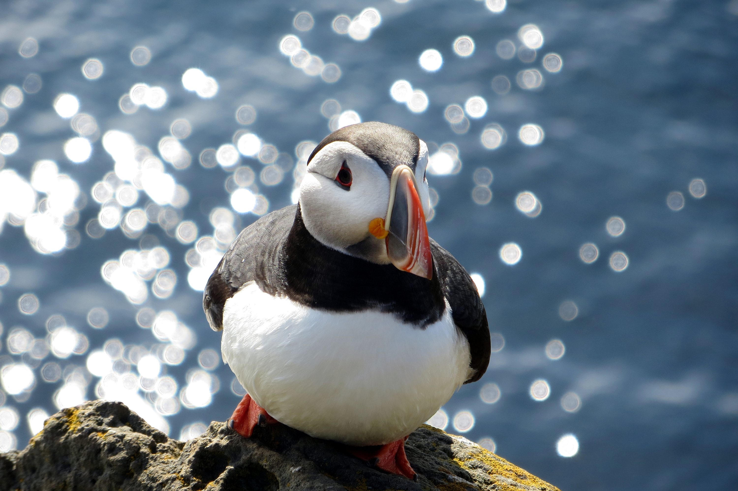 Papageientaucher in Island muß Stillhalten für das Foto