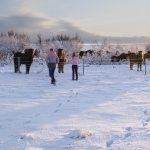 Island im Winter, Pferde im Schnee