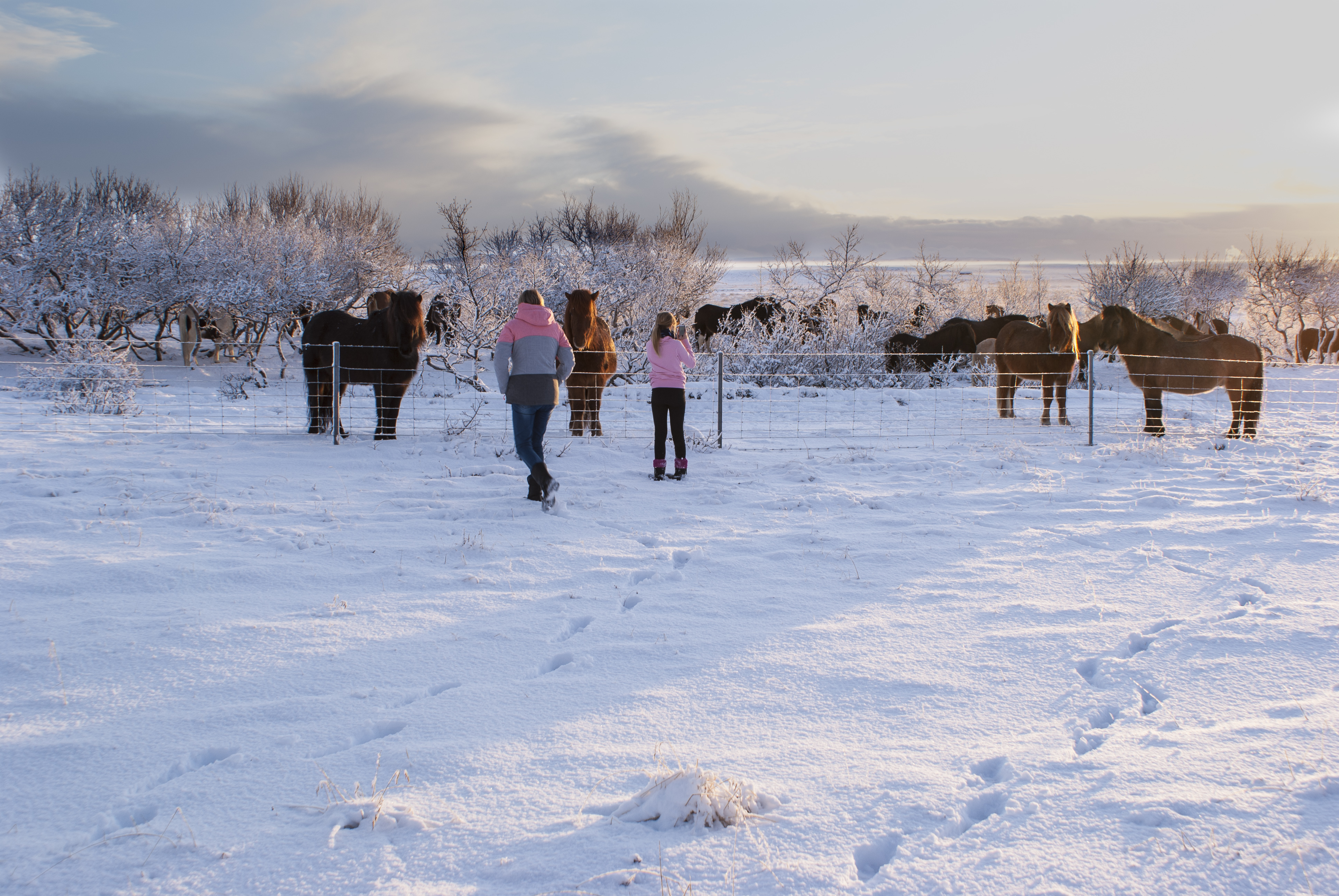 Island im Winter, Pferde im Schnee