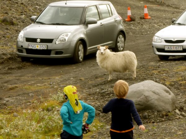 Kinder in Island an einer Straße mit Schafen