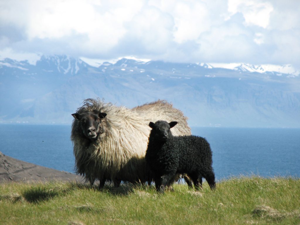 Schafe auf Wiese vor isländischem Fjord