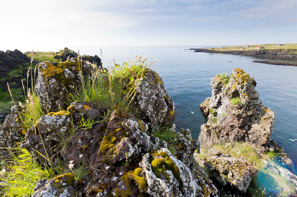 Bewachsendes Lavagestein auf der Snaefellsness Halbinsel in Westisland