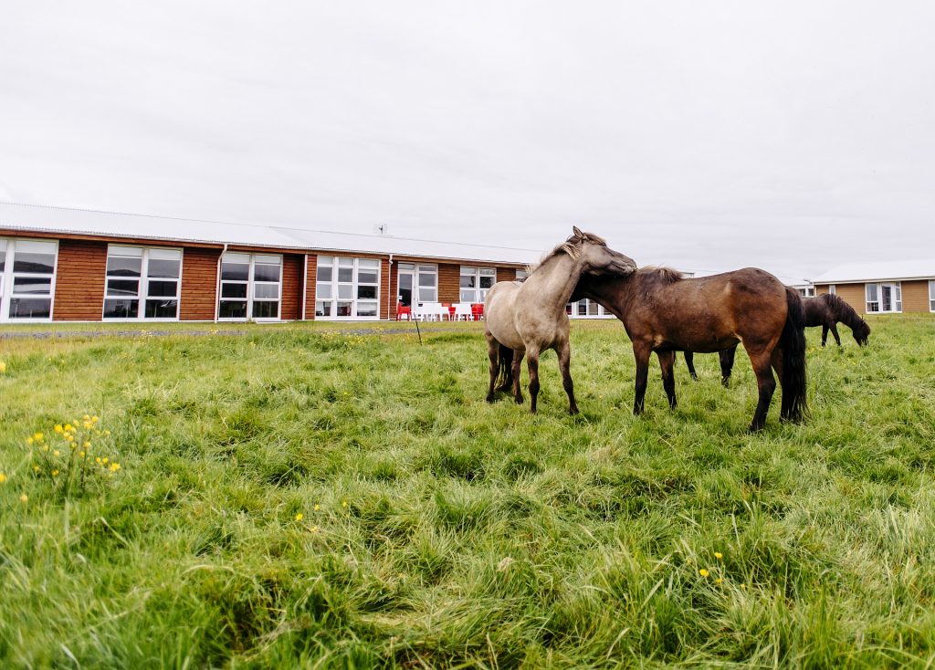 Islandpferde auf der Wiese vor dem Hotel Eldhestar