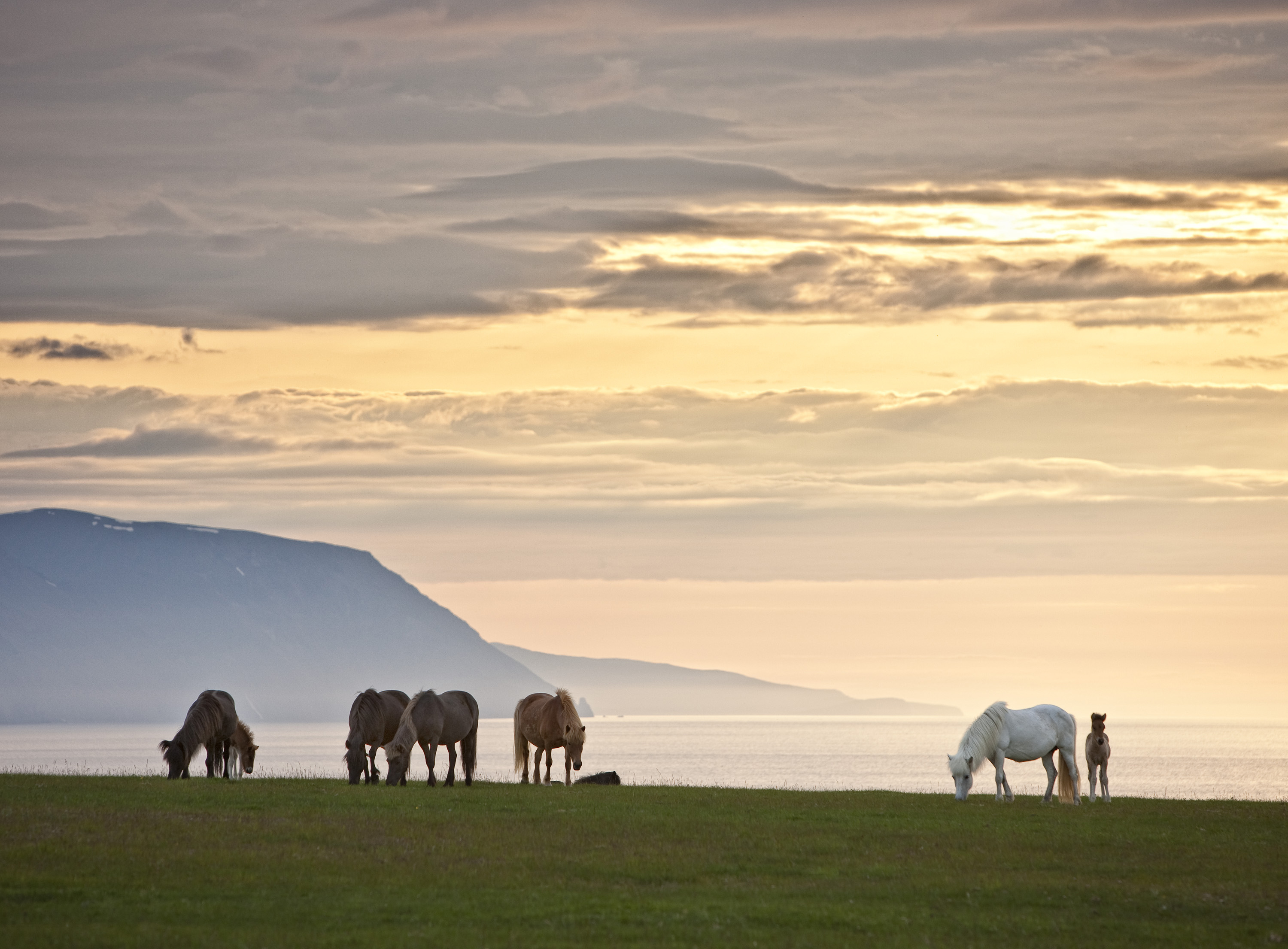 Islandpferde in Nordisland