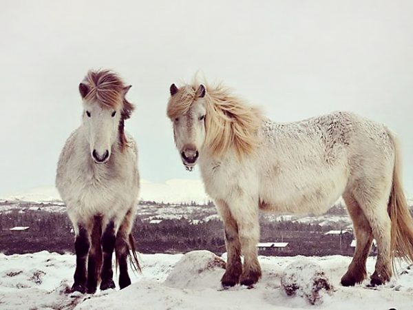 Islandpferde in Winterlandschaft