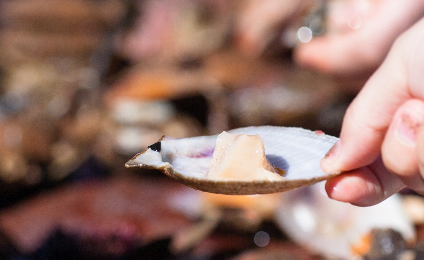 Muschelfleisch bei der Tour Viking Sushi mit Seatours