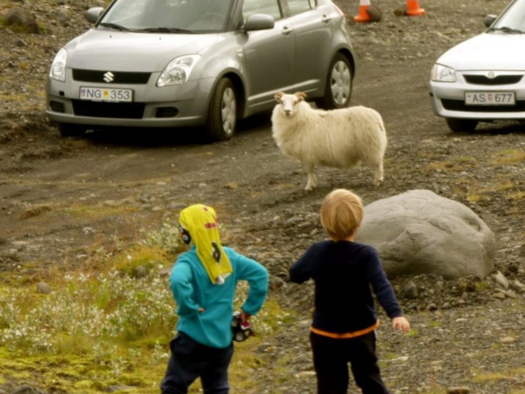 Island mit Kindern an einer Straße mit Schafen