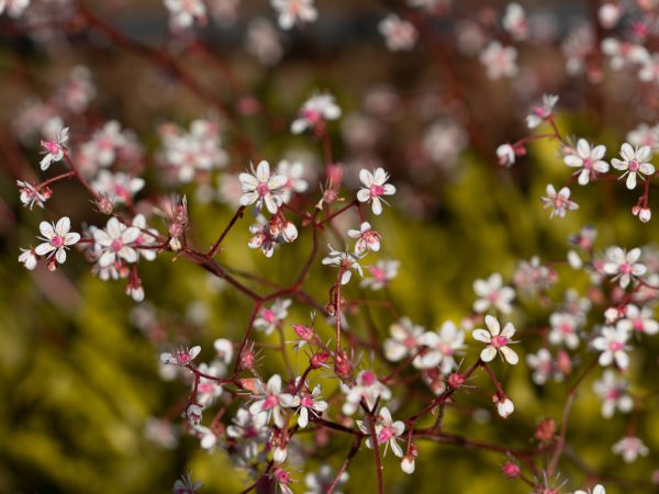 Blumen in Island