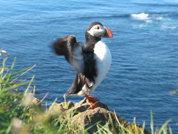 Papageitaucher in den Westfjorden von Island