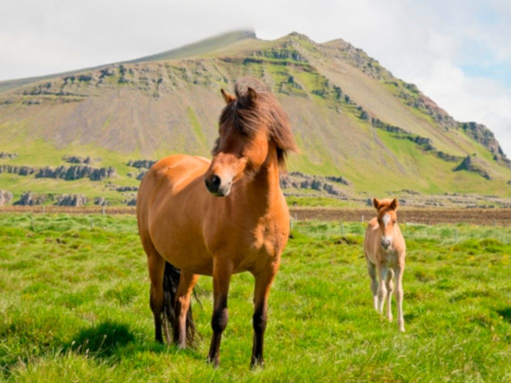 Islandpferd mit Fohlen auf Wiese in Island