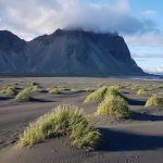 Strand bei Skokknes in Südostisland, Grasbüschel im Sand